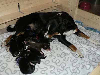 Appenzellský salašnický pes - štěňata s PP