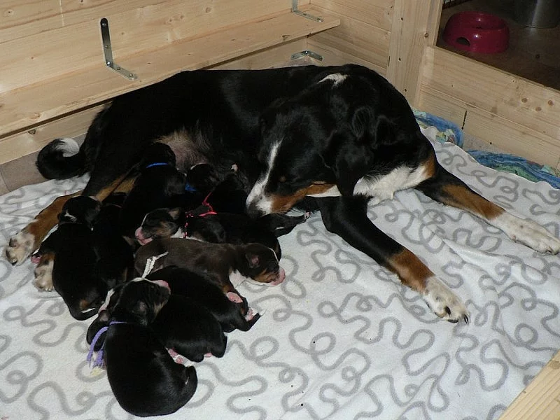 Appenzellský salašnický pes - štěňata s PP