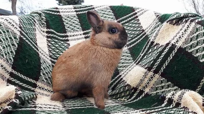 Zakrslí králíček s PP