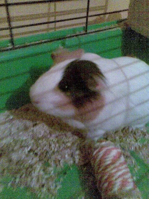 Hledá se morčecí kamarádka