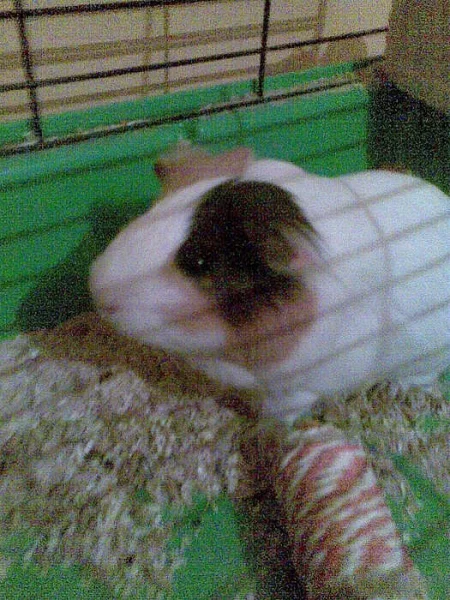 Hledá se morčecí kamarádka