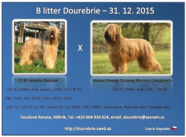 briard