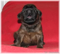 briard