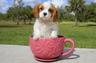Kavalír King Charles španěl štěňata na prodej.