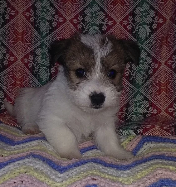 Jack Russell bez PP