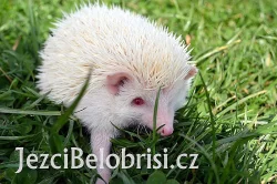 Ježek bělobřichý - AKCE NA ALBÍNKY - 790 Kč