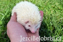Ježek bělobřichý - AKCE NA ALBÍNKY - 790 Kč