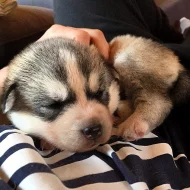 Sibiřský husky