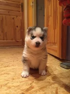 Sibiřský husky