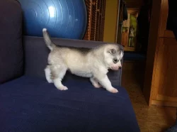 Sibiřský husky
