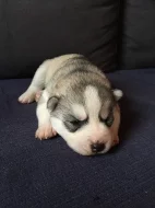 Sibiřský husky