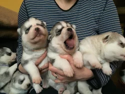 Sibiřský husky