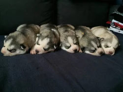 Sibiřský husky