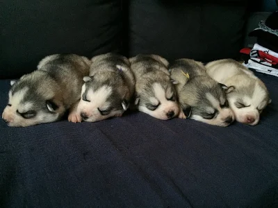 Sibiřský husky