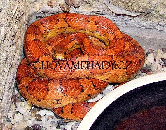 užovka červená