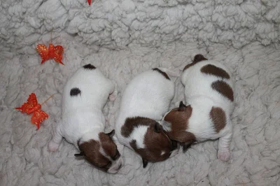 Jack Russell terier štěňátka s PP
