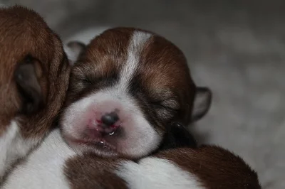 Jack Russell terier štěňátka s PP