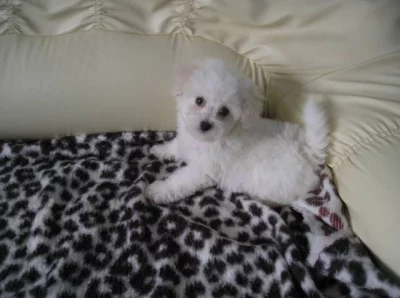 Bišonek frisé s PP