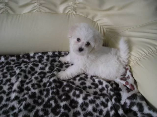 Bišonek frisé s PP