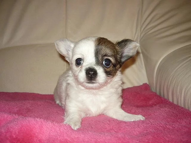 Čivava dl. fenka  bez PP