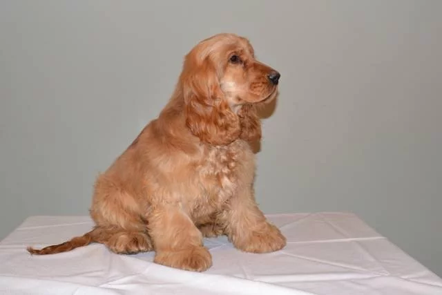 Anglický kokršpaněl