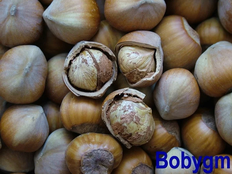VÝBORNÉ LÍSKOVÉ OŘECHY