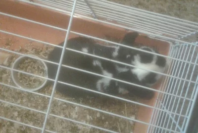 krásný zakrslý beránek