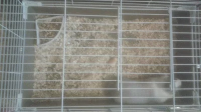 Nádherný zakrslý králíček