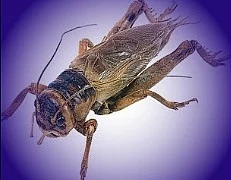 Kvalitní krmný hmyz - TERINS® a tera zvířata