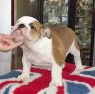 anglicky buldok