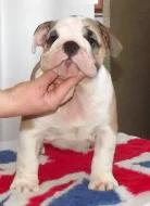 anglicky buldok
