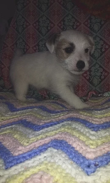 Jack Russell bez PP