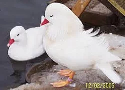 kachnička mandarínská přírodní i bílá,