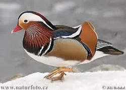 kachnička mandarínská přírodní i bílá,