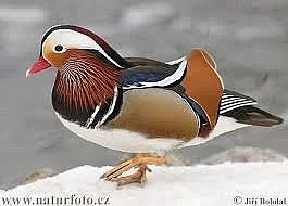 kachnička mandarínská přírodní i bílá,