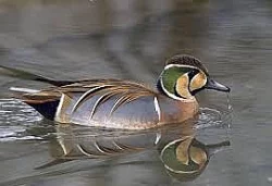 kachnička mandarínská přírodní i bílá,