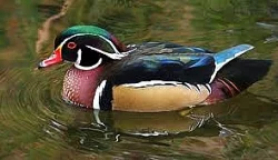 kachnička mandarínská přírodní i bílá,