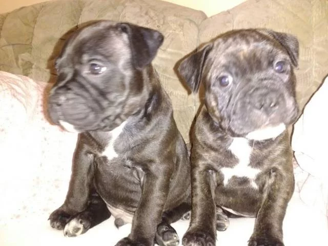 Stafordšírský bullterier s PP