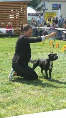 Stafordšírský bullterier s PP