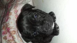 Stafordšírský bullterier s PP