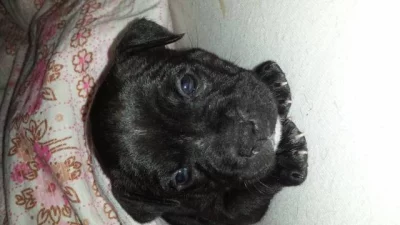 Stafordšírský bullterier s PP