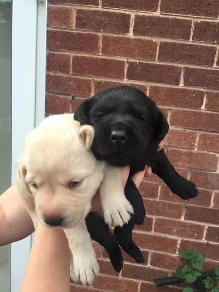 Labrador(Labradorský retrívr)-štěňátka s PP