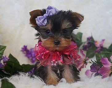 Jorkšírský teriér