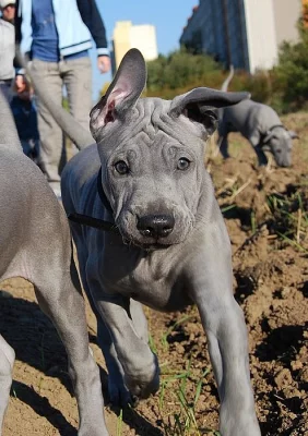 Thajský ridgeback modrý