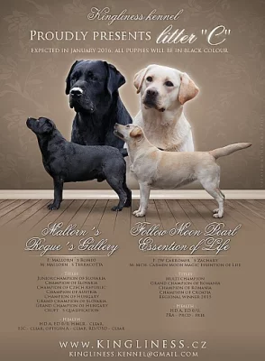 Labradorský retrívr