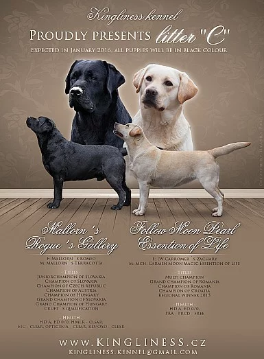 Labradorský retrívr