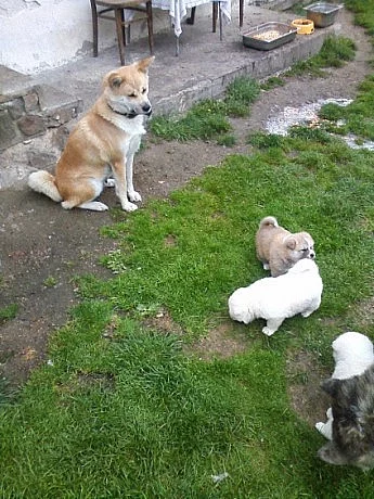 Akita-Inu
