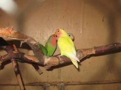 PRODÁM - agapornis růžohrdlý-mláďata