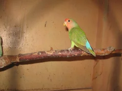 PRODÁM - agapornis růžohrdlý-mláďata