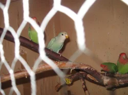 PRODÁM - agapornis růžohrdlý-mláďata
